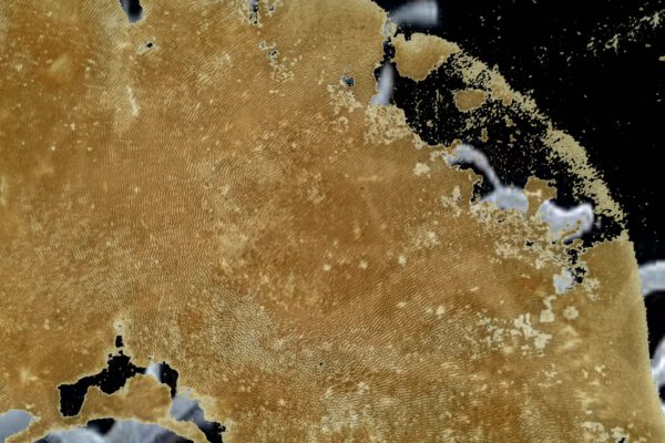 NVKI_NatürlicheVernetzungKünstlicheIntelligenz_2025_Fotoarbeit_RonA_Nekes